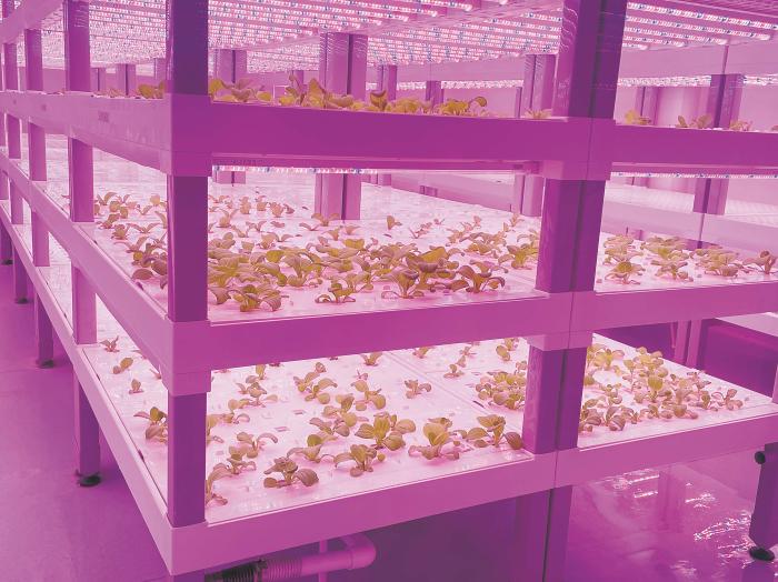 在物美植物工廠裏,通過LED燈的照射,蔬菜散發勃勃生機。受訪者供圖 在物美植物工廠裏,通過LED燈的照射,蔬菜散發勃勃生機。受訪者供圖